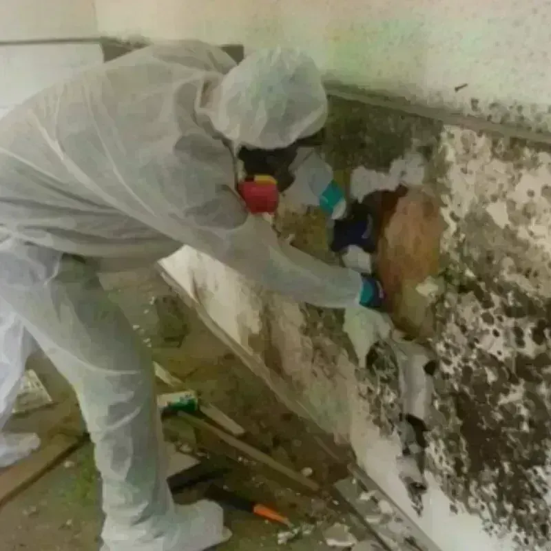 Mold Remediation and Removal in River Falls, WI